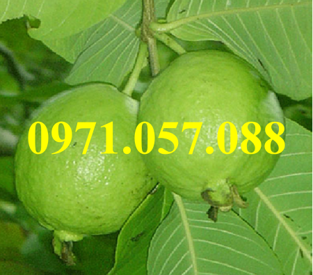 CÂY GIỐNG ỔI BỐN MÙA